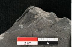 Foto (Detailansicht) von Thinnfeldia lunzensis Ettingshausen (NHMW-GEO-2024-0188-10590)